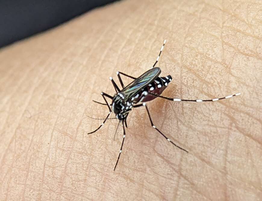 Cómo prevenir los criaderos de mosquitos en casa